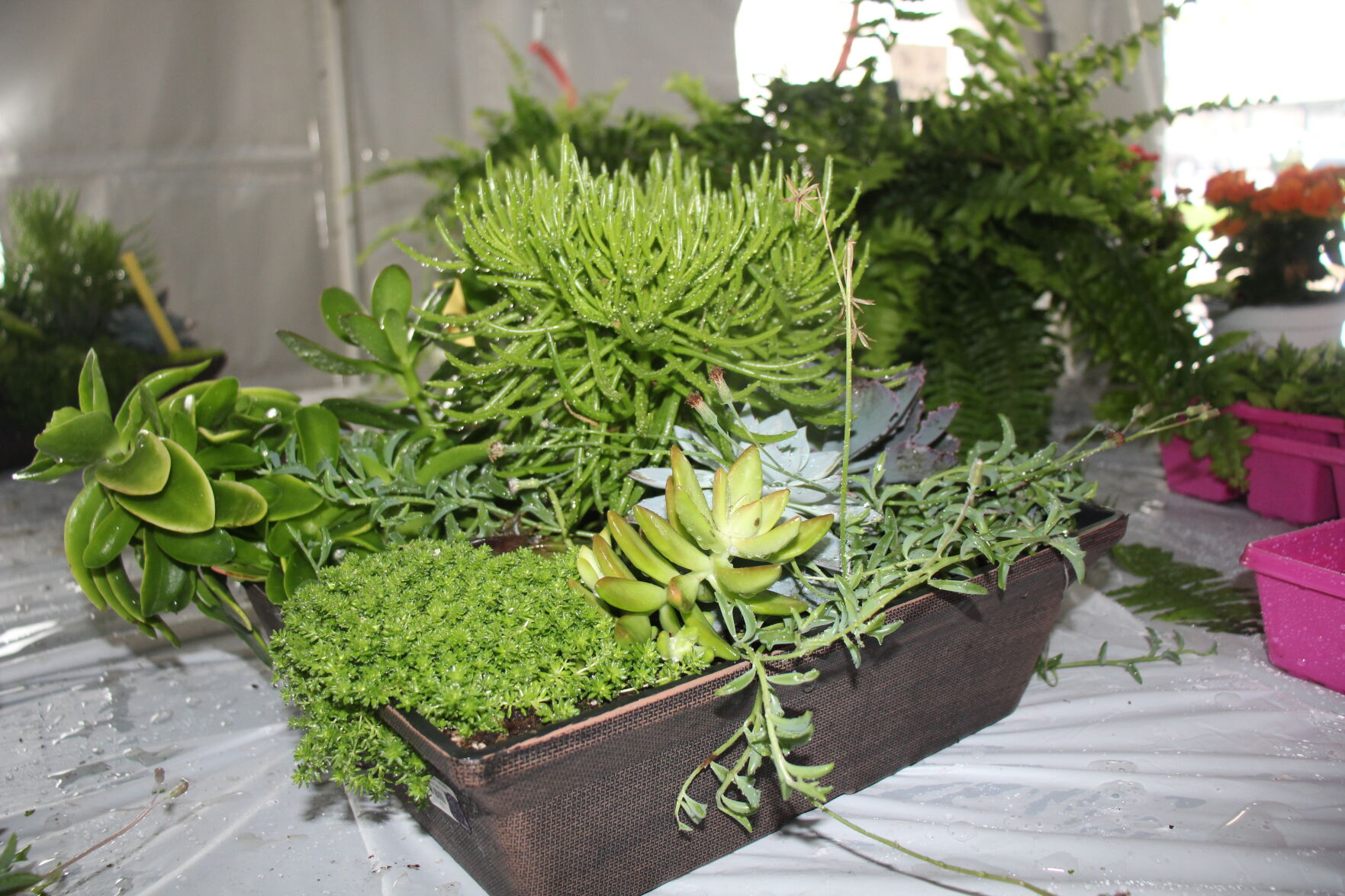 Sightly succulents